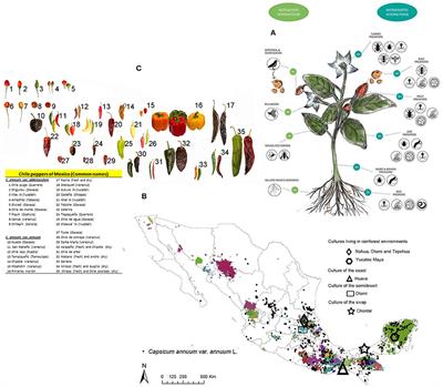 Shifts in Plant Chemical Defenses of Chile Pepper (Capsicum annuum L.) Due to Domestication in Mesoamerica